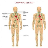 Thumbnail for Lymphatic Drainage Ginger Oil - thedealzninja